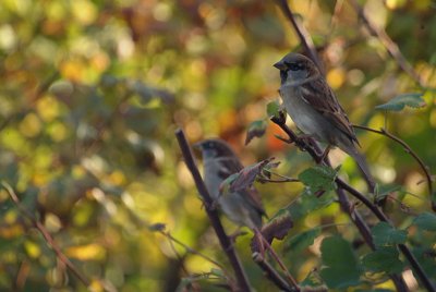 House Sparrows in Flowering Currant - Passer Domesticus 05