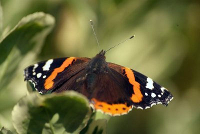 Red Admiral Resting