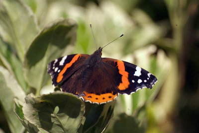 Red Admiral Resting 02