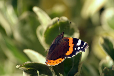 Red Admiral Resting 03