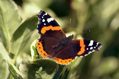 Red Admiral Resting 04