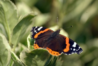 Red Admiral Resting 05