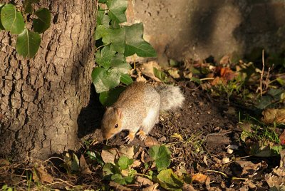 Young Grey Squirrel at foot of Pear Tree