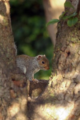 Young Grey Squirrel by Pear Tree