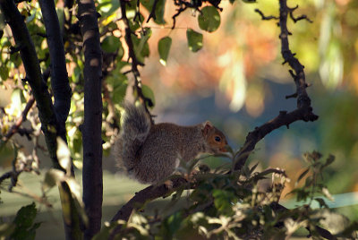Young Grey Squirrel on Branch 03
