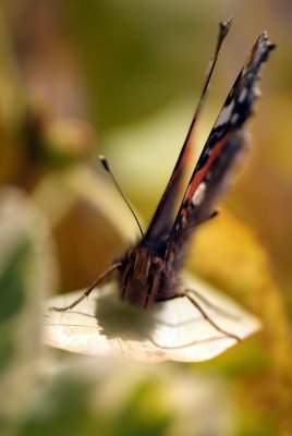 Red Admiral Resting 08