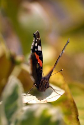 Red Admiral Resting 09