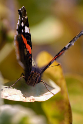 Red Admiral Resting 10