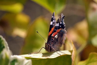 Red Admiral Resting 11