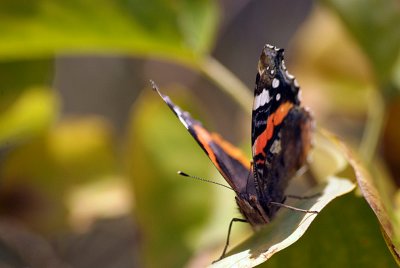 Red Admiral Resting 12