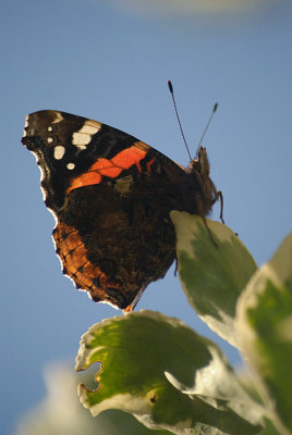 Red Admiral Resting 13