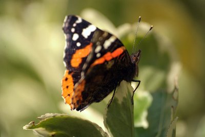 Red Admiral Resting 15