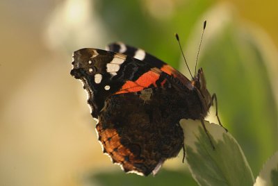 Red Admiral Resting 16