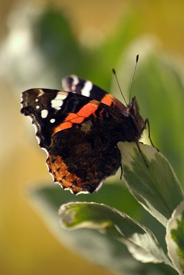 Red Admiral Resting 17