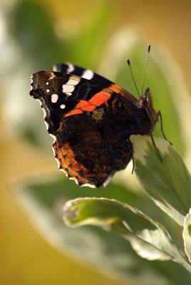Red Admiral Resting 18