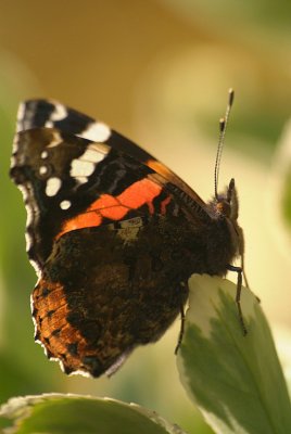 Red Admiral Resting 19