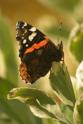 Red Admiral Resting 20