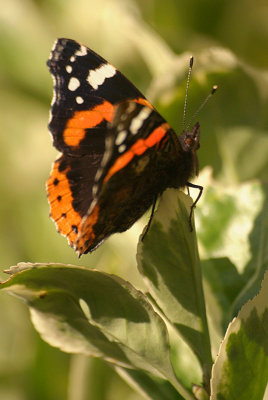 Red Admiral Resting 21
