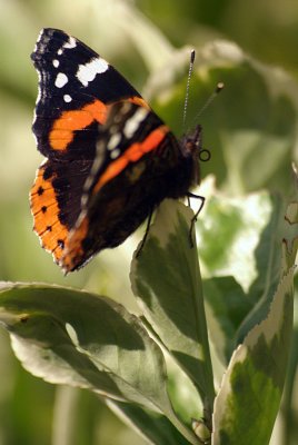 Red Admiral Resting 22