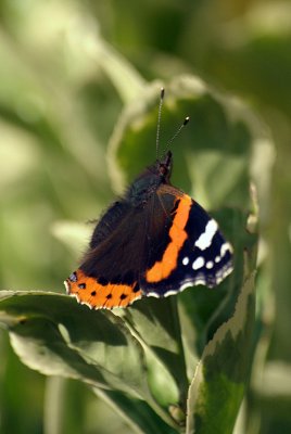 Red Admiral Resting 23