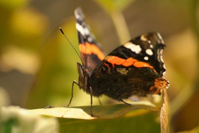 Red Admiral Resting 24