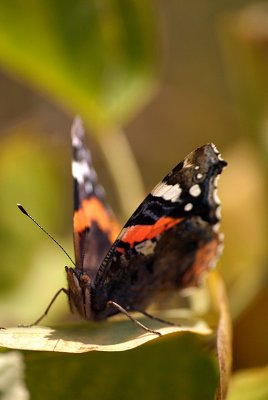 Red Admiral Resting 25