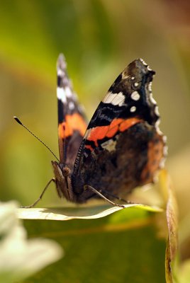 Red Admiral Resting 26