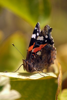 Red Admiral Resting 27