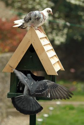Feral Pigeon on Bird Table