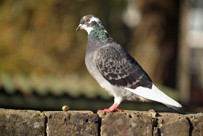 Feral Pigeon on Wall 02