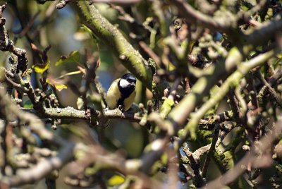 Great Tit on Branches - Parus Major