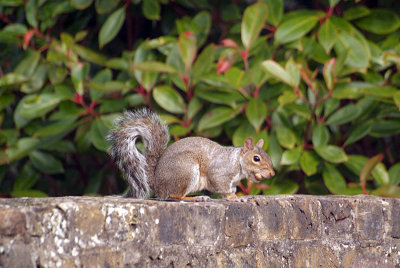 Grey Squirrel on Wall with Monkey Nut