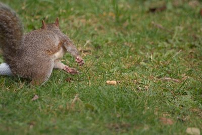 Grey Squirrel Running Away