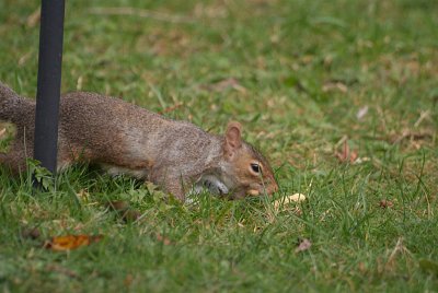 Grey Squirrel Sneaking a Peanut