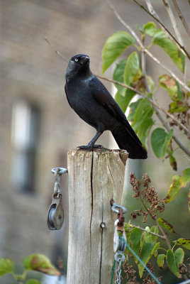 Jackdaw - Corvus Monedula