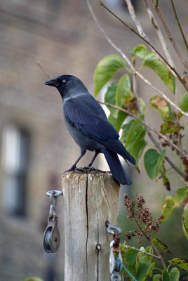 Jackdaw - Corvus Monedula 02