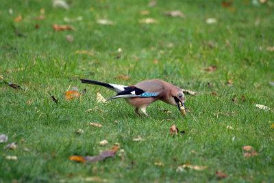 Jay with a Monkey Nut - Garrulus Glandarius 03