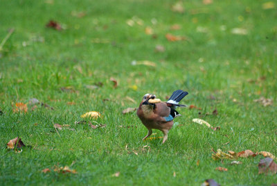 Jay with a Monkey Nut - Garrulus Glandarius 04