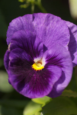 Purple Pansy-Viola Tricolor Hortensis