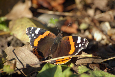 Red Admiral Resting 28