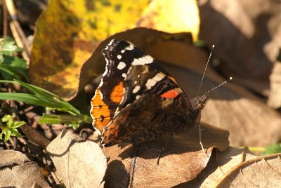 Red Admiral Resting 29