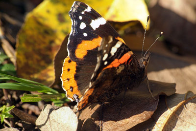 Red Admiral Resting 30