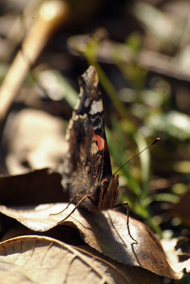 Red Admiral Resting 31