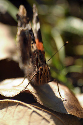 Red Admiral Resting 32