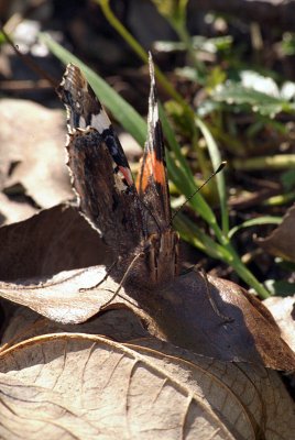 Red Admiral Resting 34