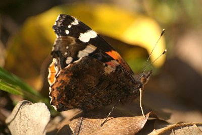 Red Admiral Showing Underside of Wing 02