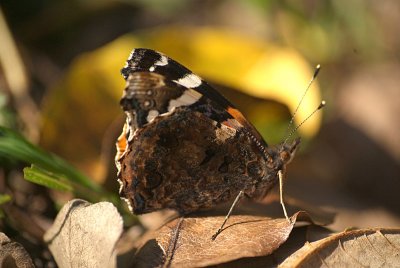 Red Admiral Showing Underside of Wing