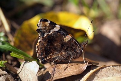 Red Admiral Showing Underside of Wing 03