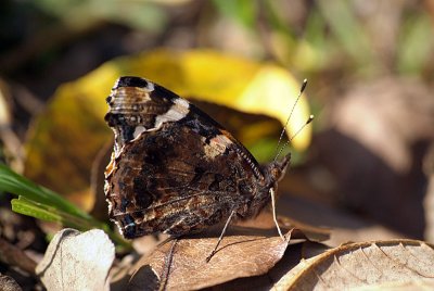 Red Admiral Showing Underside of Wing 04