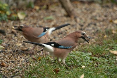 Two Jays Garrulus Glandarius